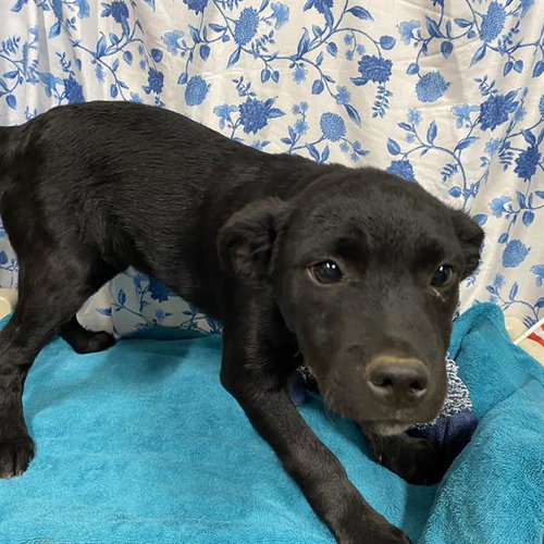 A612208, an adoptable Queensland Heeler in Modesto, CA