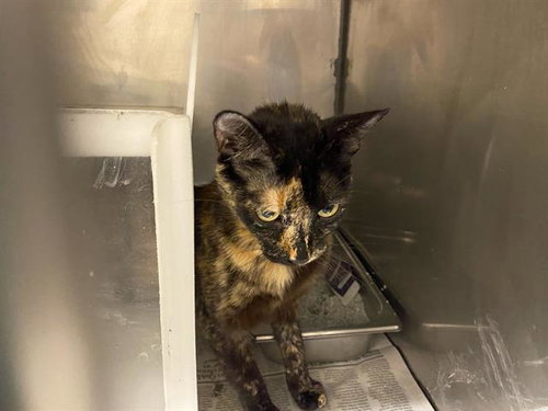 A612237, an adoptable Domestic Short Hair in Modesto, CA