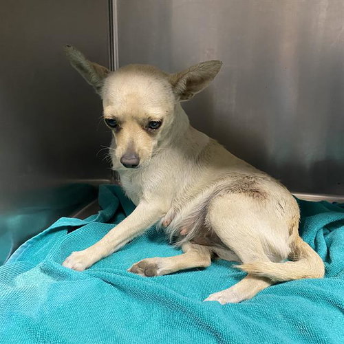 A612238, an adoptable Chihuahua in Modesto, CA