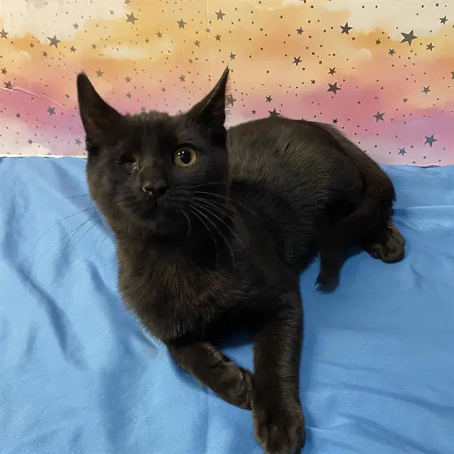 Unknown - Domestic Short Hair