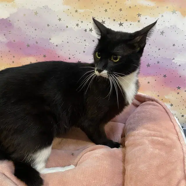 Unknown - Domestic Short Hair