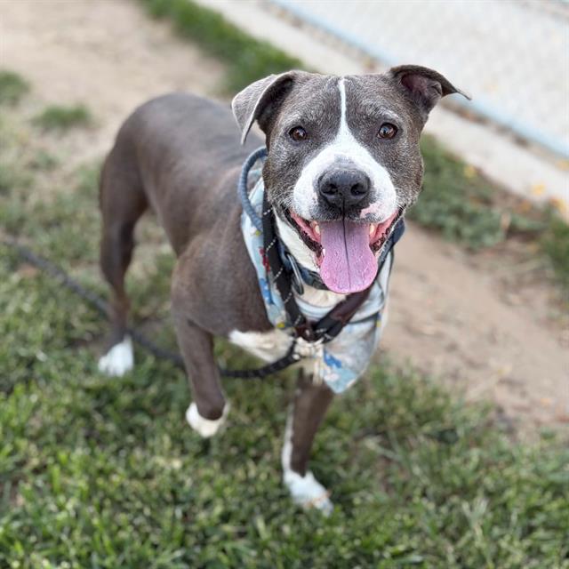 DOMINO