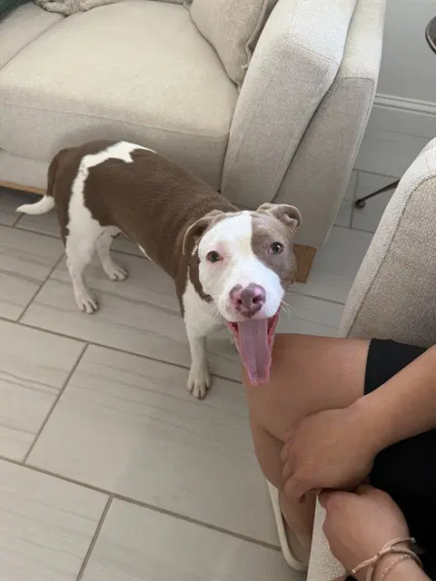 Yonny - Pit Bull Terrier