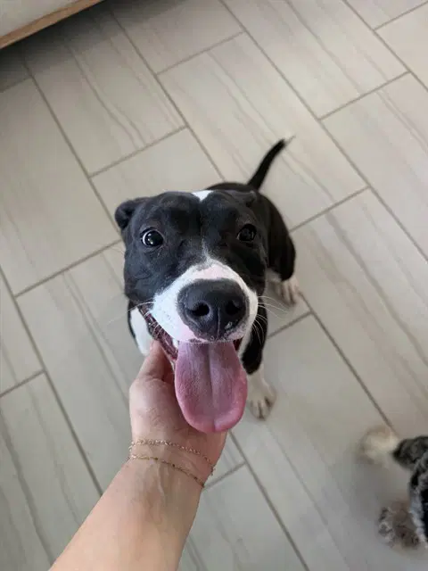 Lucy - Pit Bull Terrier