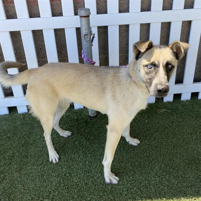 *PIPPA