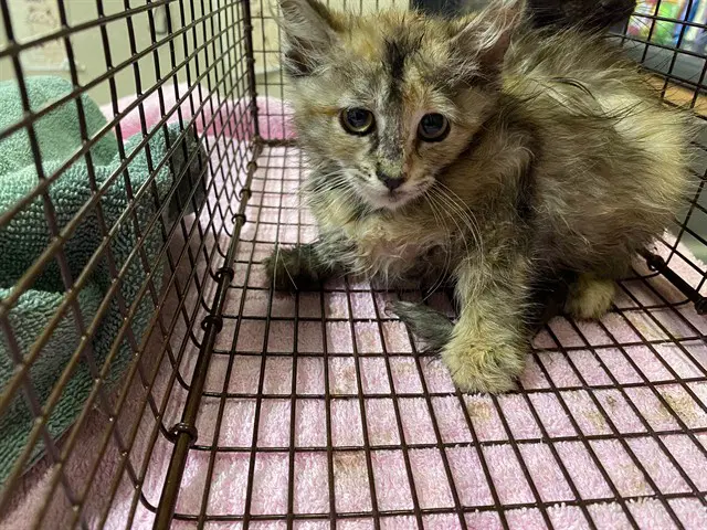 Bonbon - Domestic Medium Hair