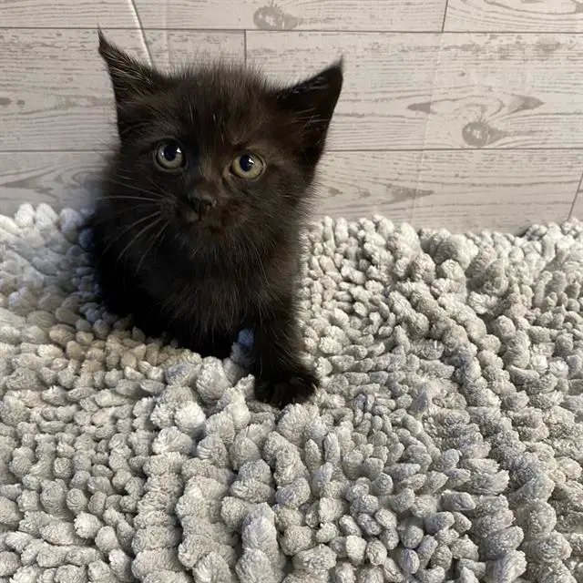 Fry - Domestic Short Hair