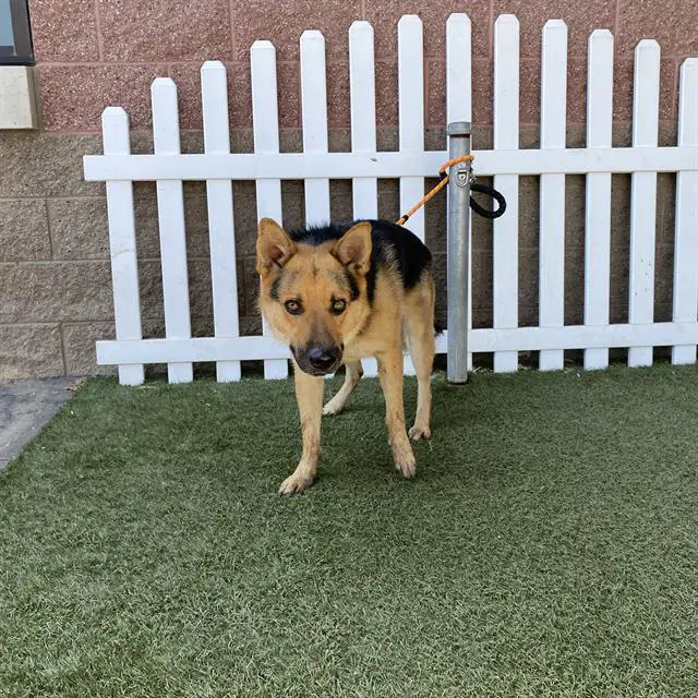 Cherry - German Shepherd Dog