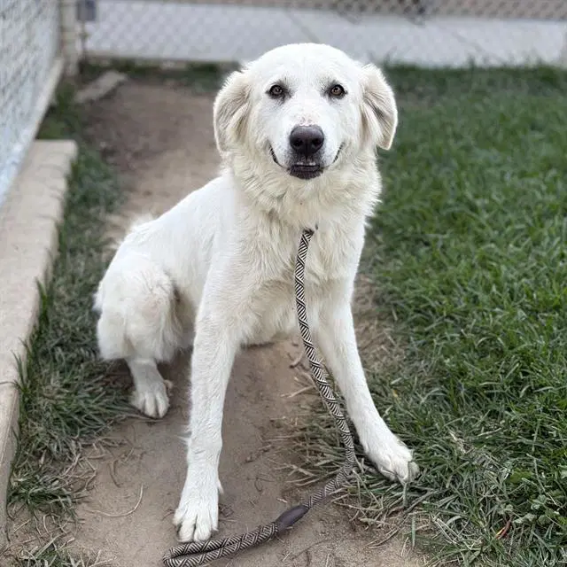 Annie Savoy - Great Pyrenees