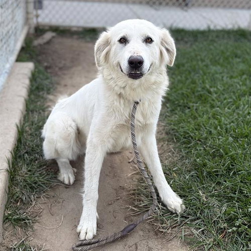 picture of the dog needing adoption
