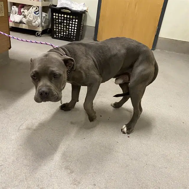 Manny - Pit Bull Terrier