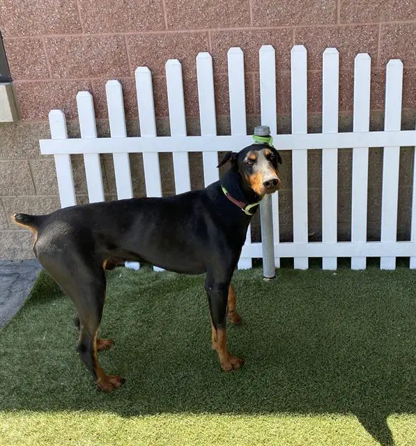 Prince - Doberman Pinscher