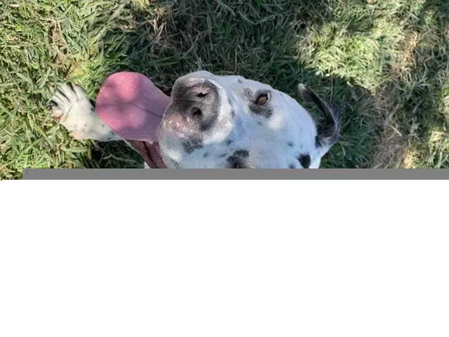 Chubbs - Staffordshire Bull Terrier