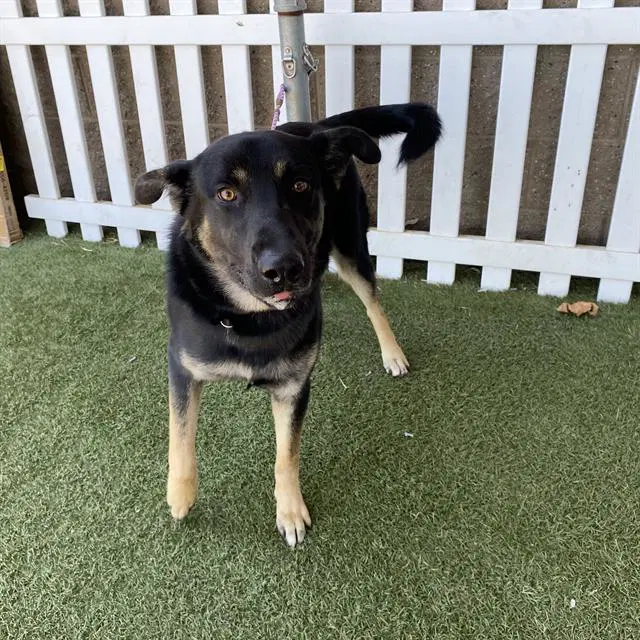 Unknown - German Shepherd Dog