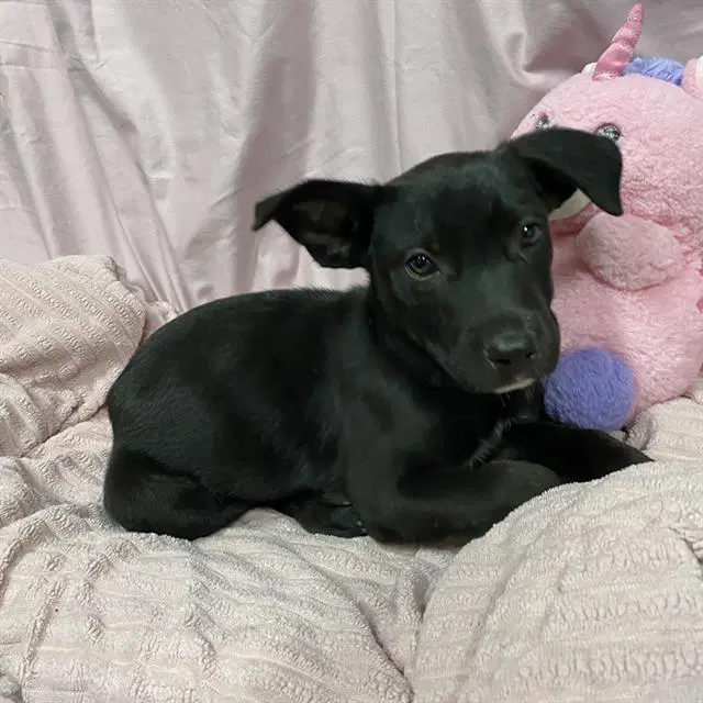 Eleanor - German Shepherd Dog