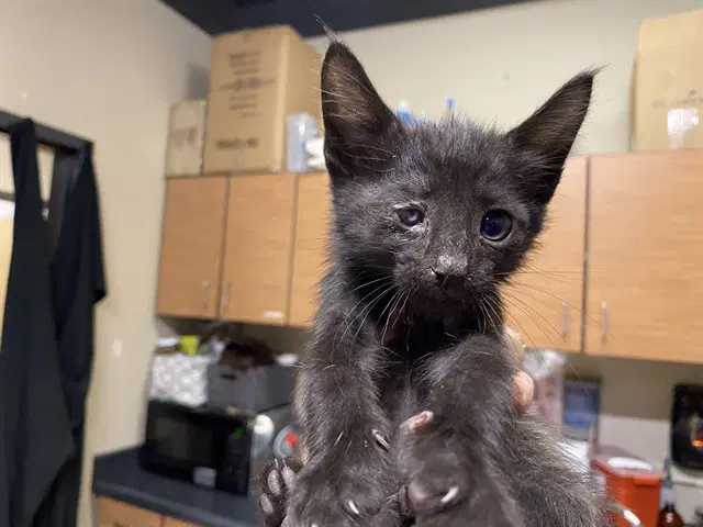 Batman - Domestic Short Hair