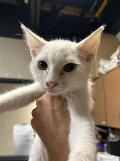 Goop - Domestic Medium Hair