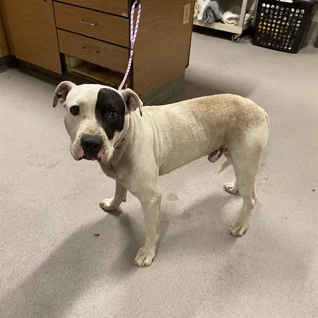 Chance - Pit Bull Terrier