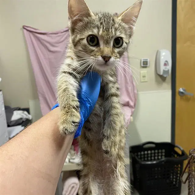 Unknown - Domestic Short Hair