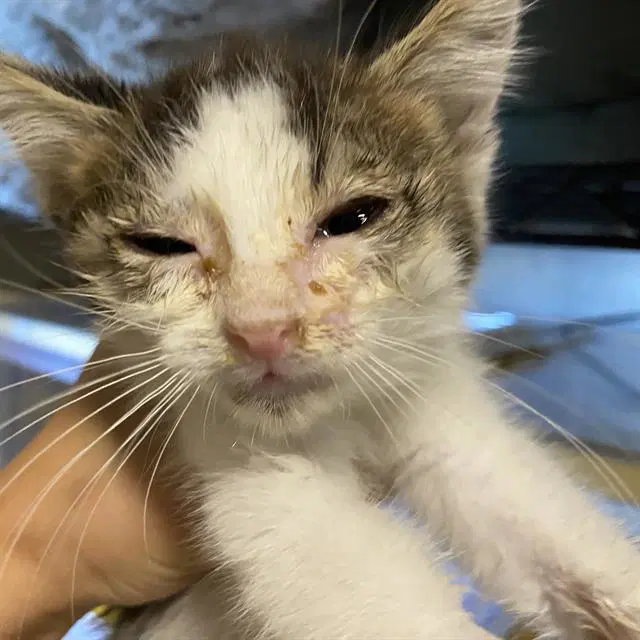 Unknown - Domestic Medium Hair