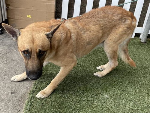 picture of the dog needing adoption