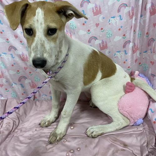 picture of the dog needing adoption