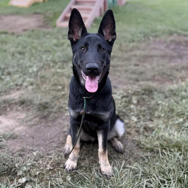 Fresa - German Shepherd Dog