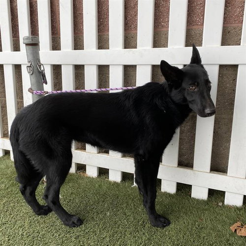 picture of the dog needing adoption