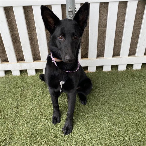 picture of the dog needing adoption