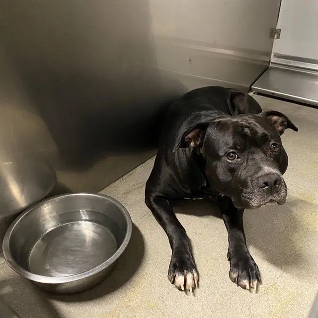Drako - Pit Bull Terrier