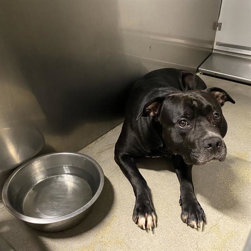 picture of the dog needing adoption