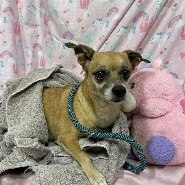 Unknown - Chihuahua