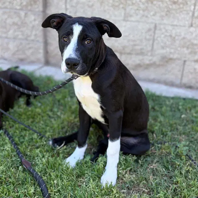 Mickey - Border Collie
