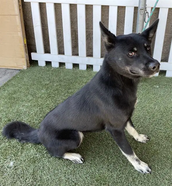 Gallo - Australian Kelpie