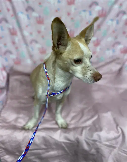 Unknown - Chihuahua