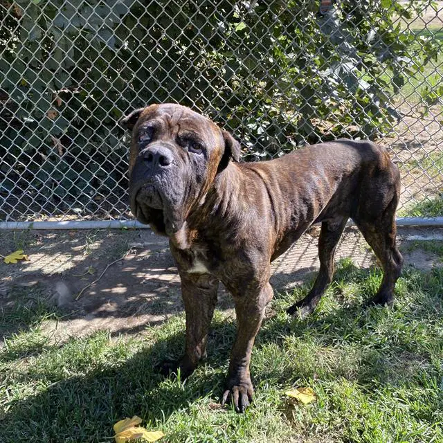 Unknown - Cane Corso Mastiff