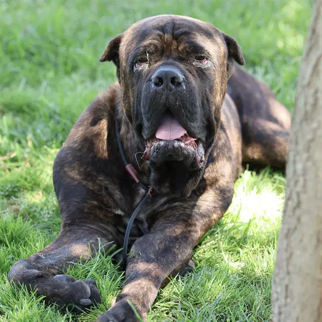 Unknown - Cane Corso Mastiff