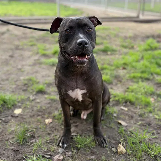 Cisco - Pit Bull Terrier