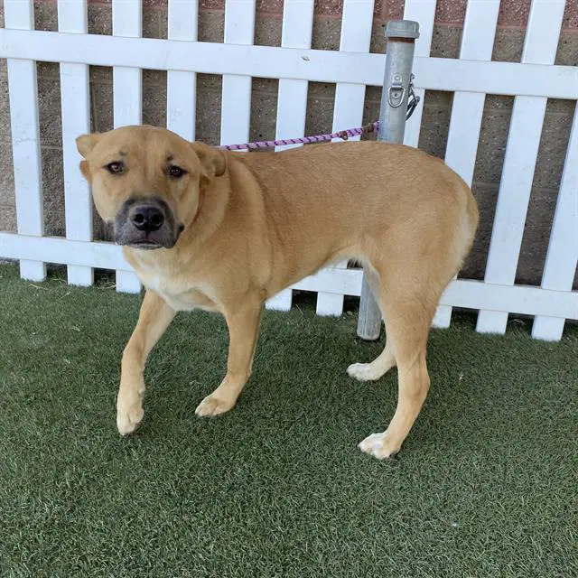 Canela - German Shepherd Dog