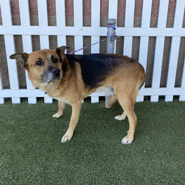 Unknown - German Shepherd Dog