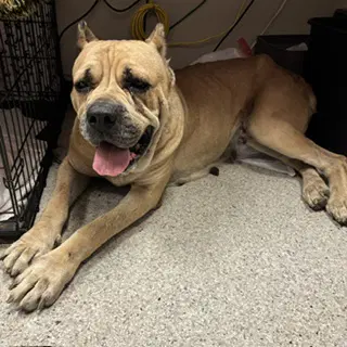 Unknown - Cane Corso Mastiff