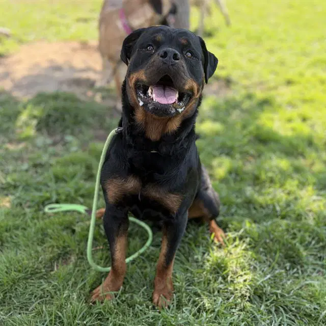 Unknown - Rottweiler