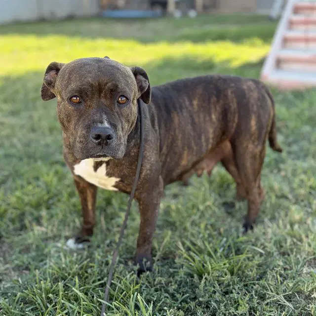Kira - Pit Bull Terrier