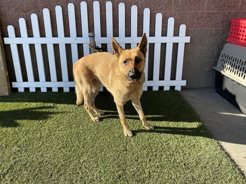 picture of the dog needing adoption