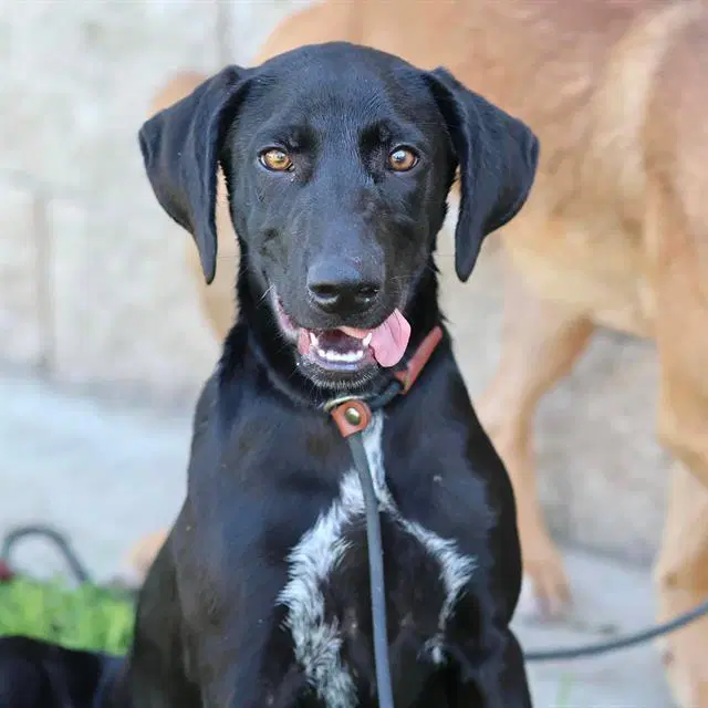 Unknown - Labrador Retriever