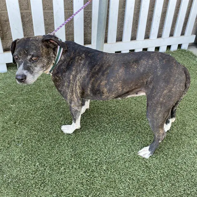 Unknown - Staffordshire Bull Terrier