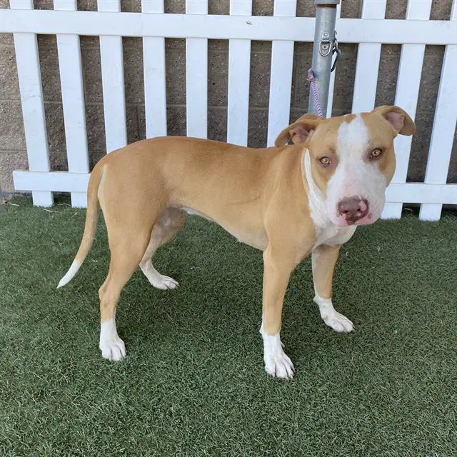 Unknown - Pit Bull Terrier