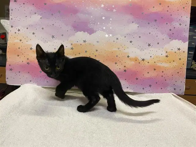 Blackberry - Domestic Short Hair