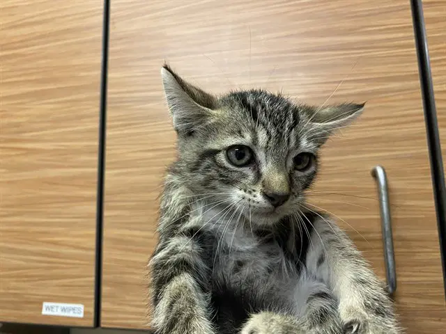 Unknown - Domestic Short Hair