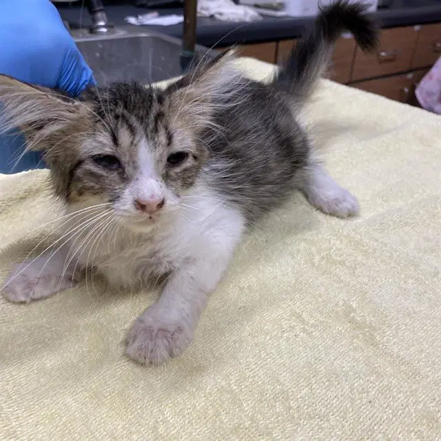 Unknown - Domestic Long Hair